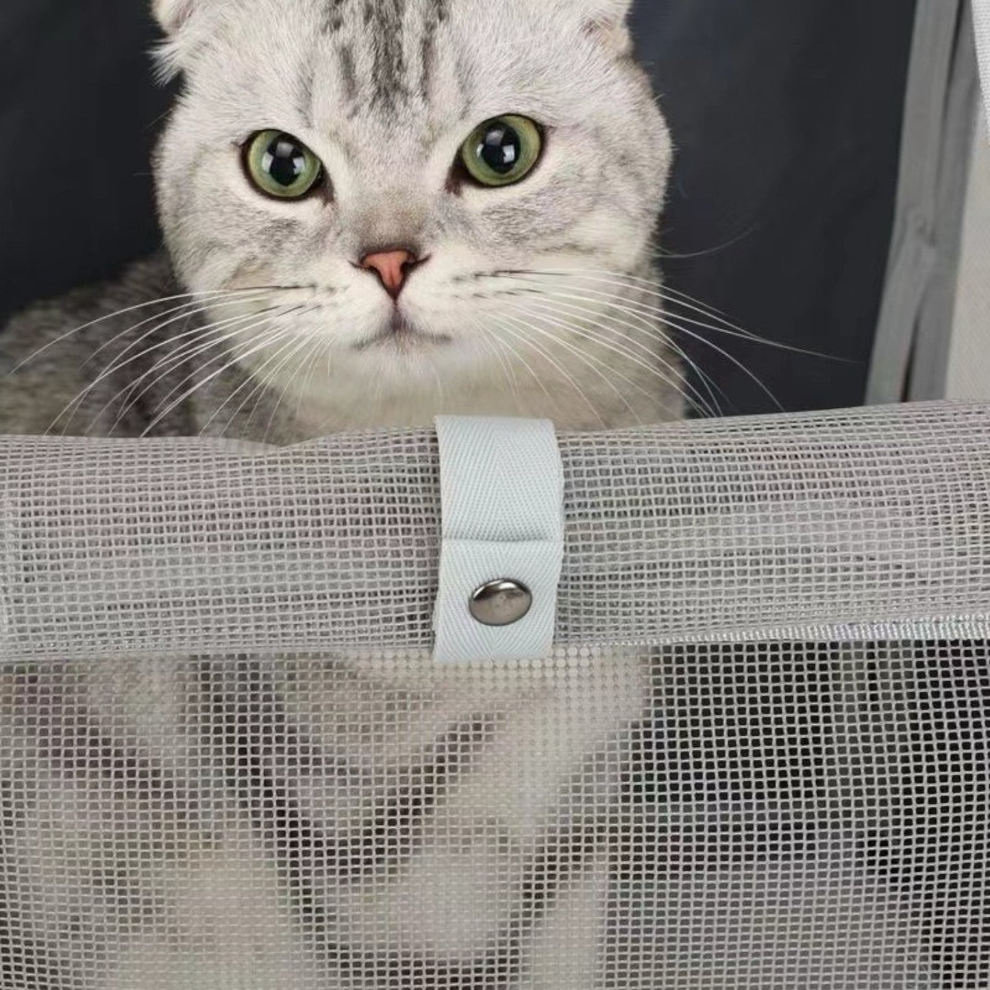 Sac à dos de transport chat avec filet