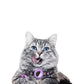 Collier chat airtag anti étranglement