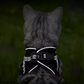 Harnais chat adulte anti fugue