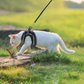 Harnais chat adulte anti fugue